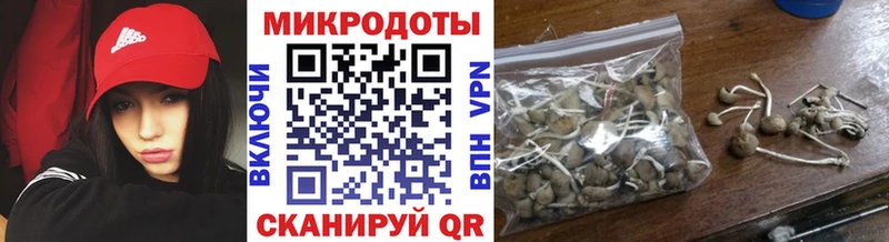 Купить где Сусуман Галлюциногенные грибы Psilocybine cubensis